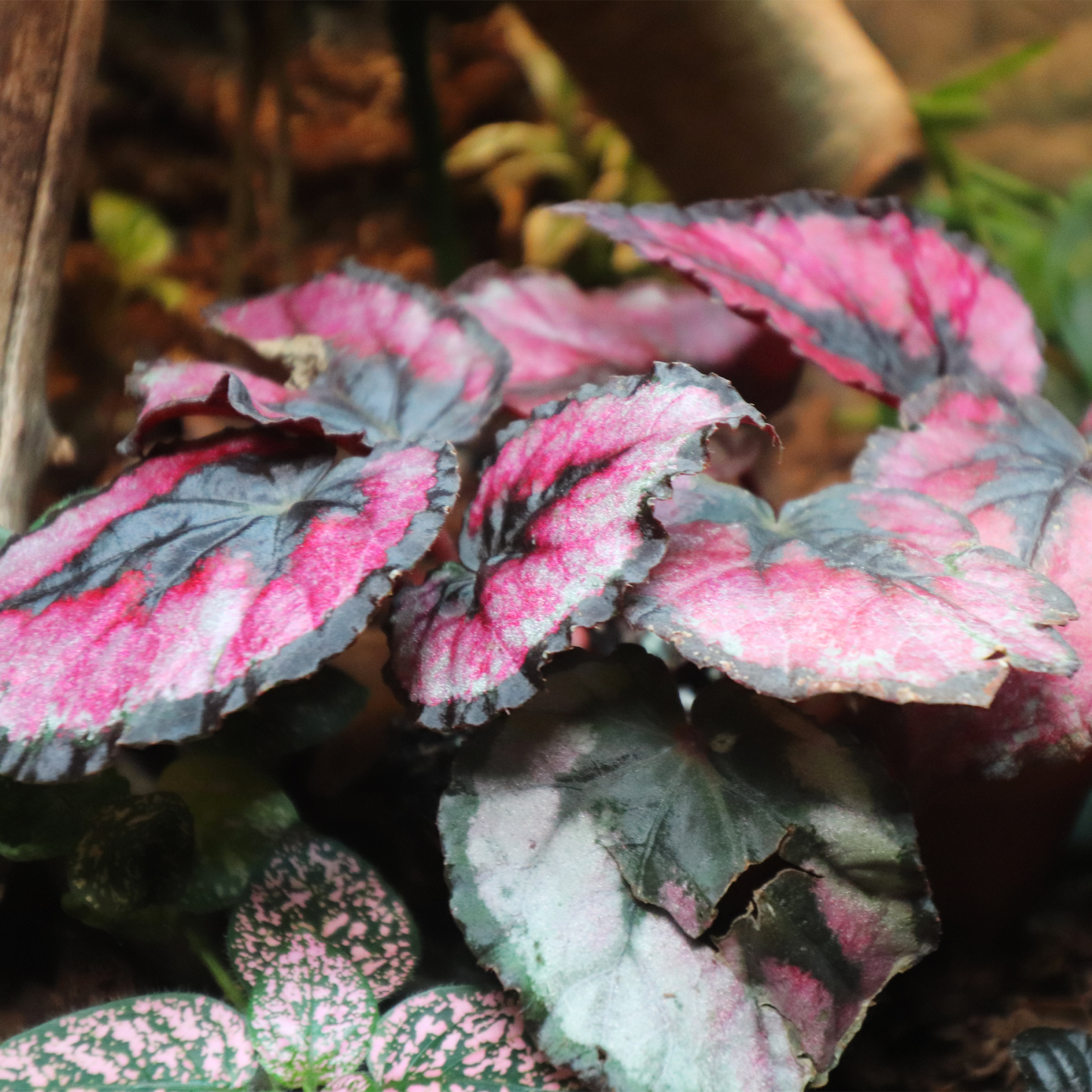 Begonia Rex