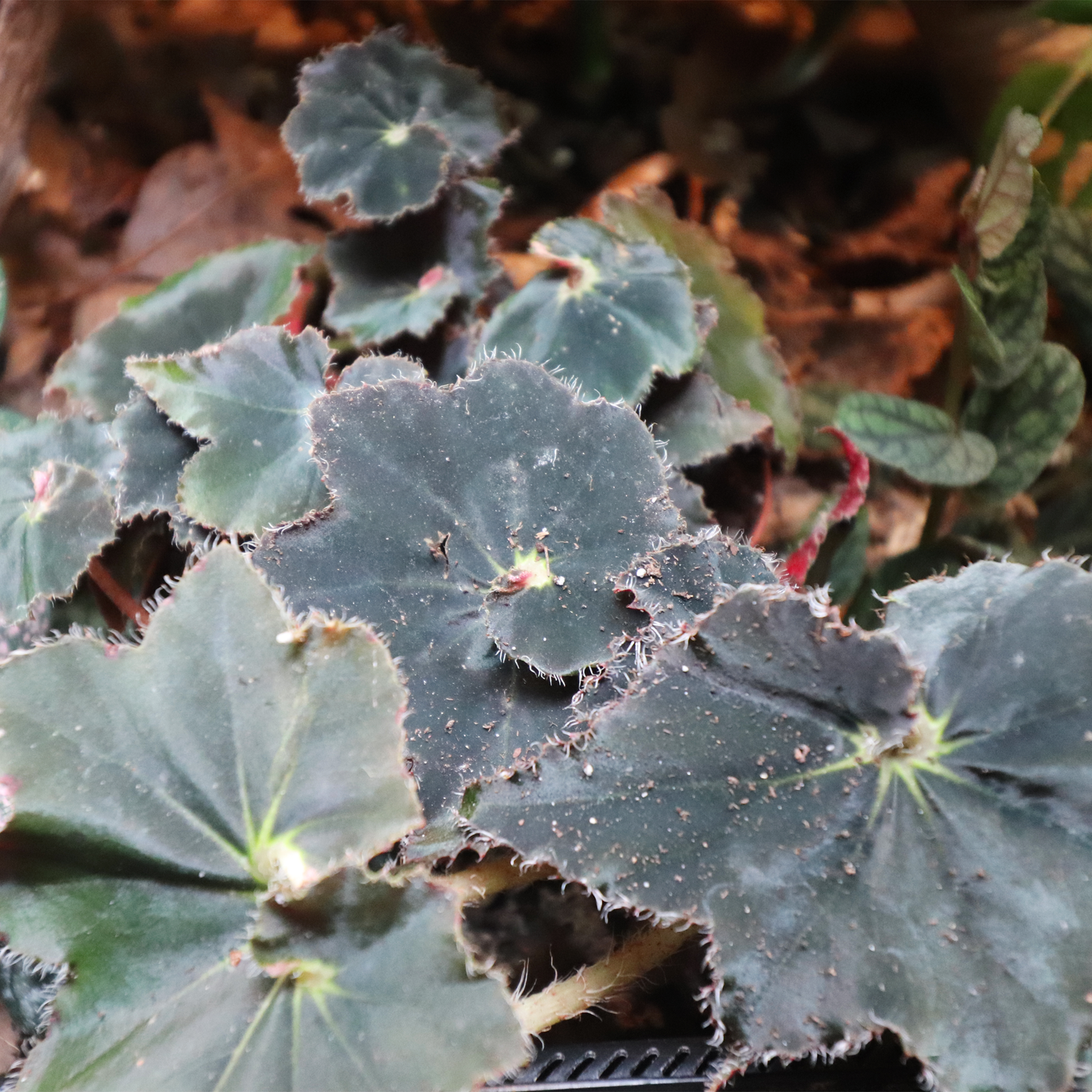 Begonia Bethlehem Star