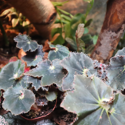 Begonia Bethlehem Star