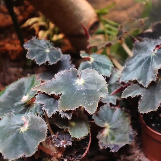 Begonia Bethlehem Star