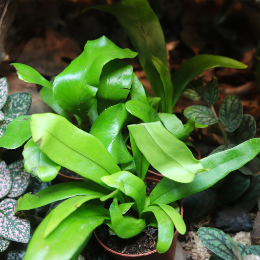 Birds Nest Fern