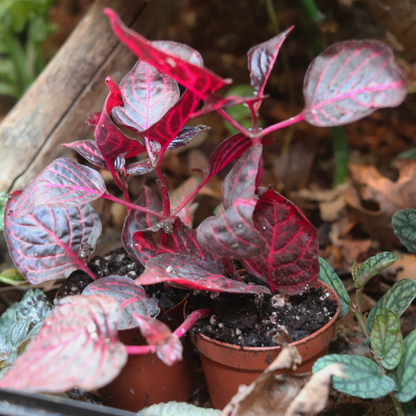 Blood Leaf Plant [Iresine Herbstii]