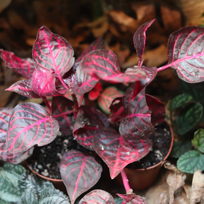 Blood Leaf Plant [Iresine Herbstii]