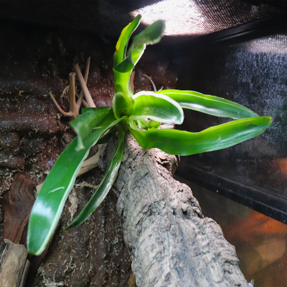 Bromeliad [Green/White]