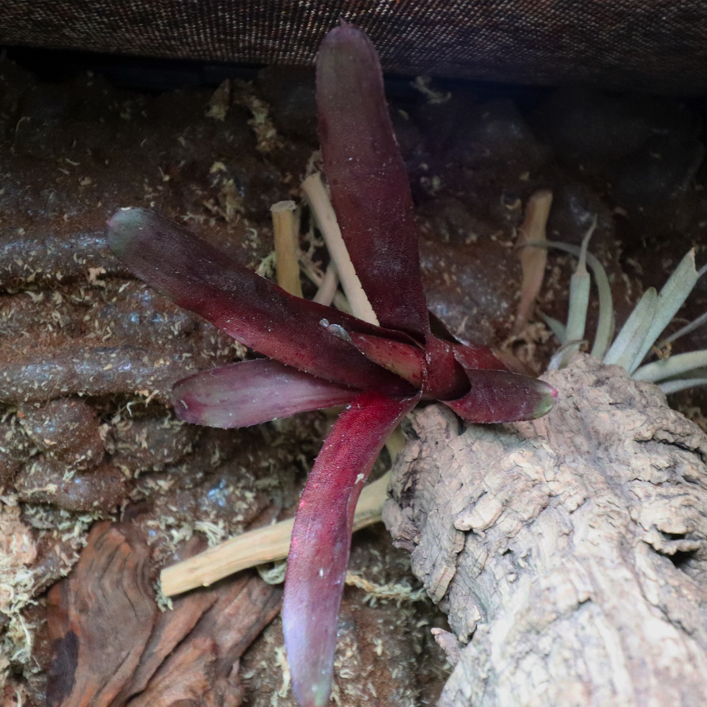 Bromeliads [Purple]