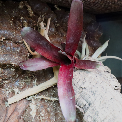 Bromeliads [Purple]