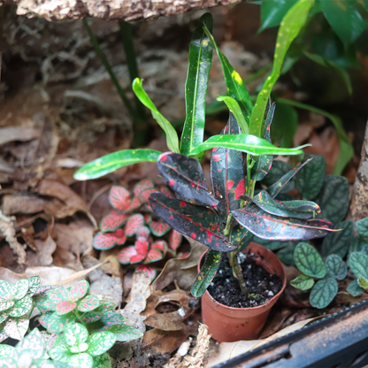 Crotons