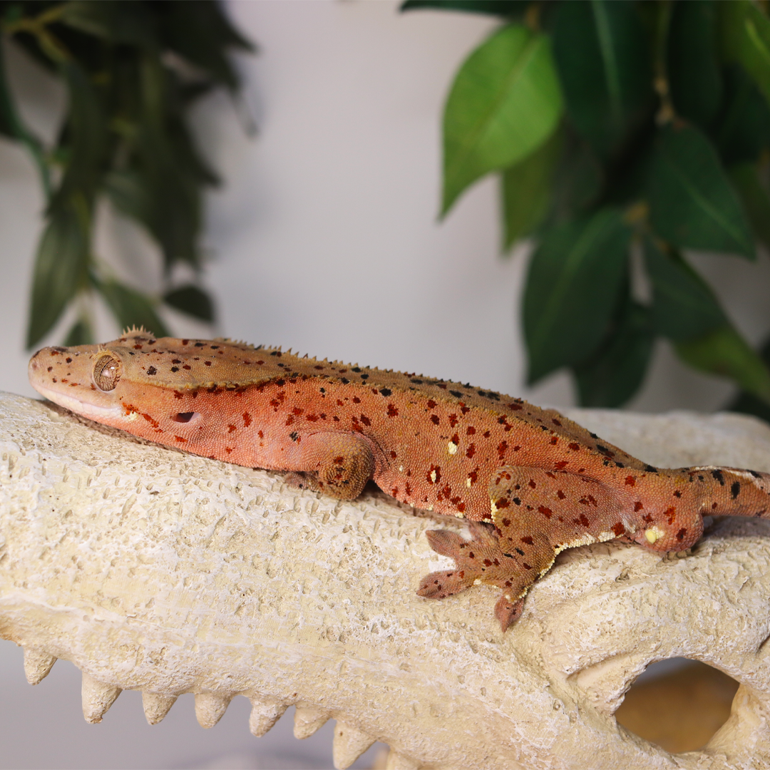 Our Breeders – Dakotah Blue Exotics