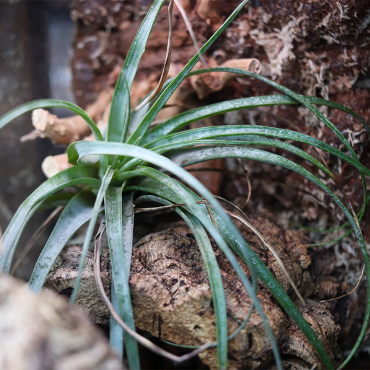 Large Air Plant [Tillandsia]