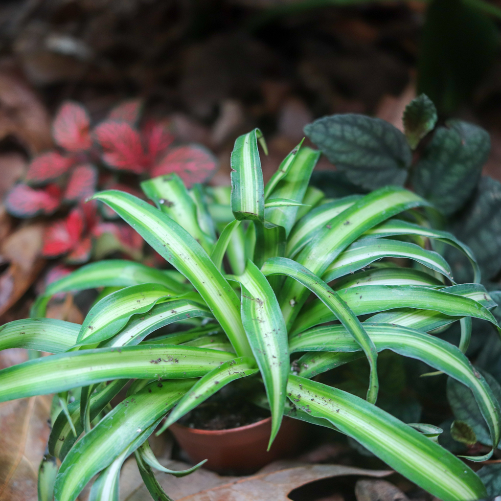 Spider Plant [Chlorophytum Comosum]