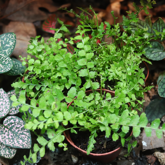 Lemon Button Fern