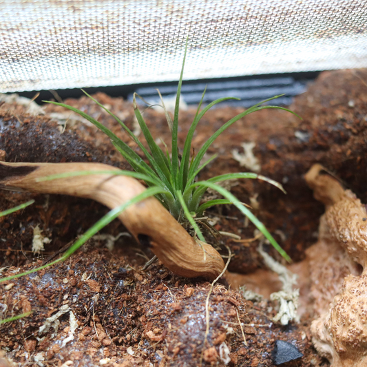 Mini Air Plant [Tillandsia]