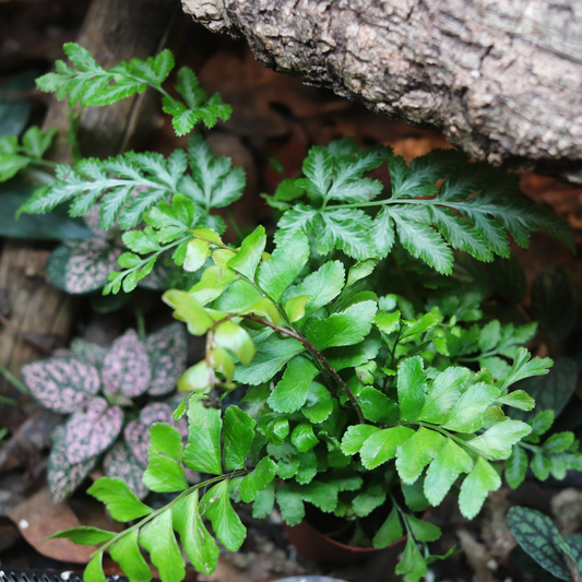 Austral Gem Fern