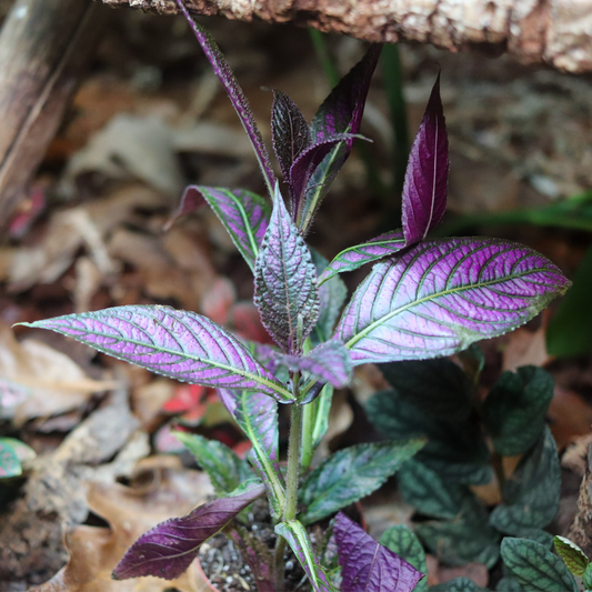 Persian Shield [Strobilanthes Dyeriana]