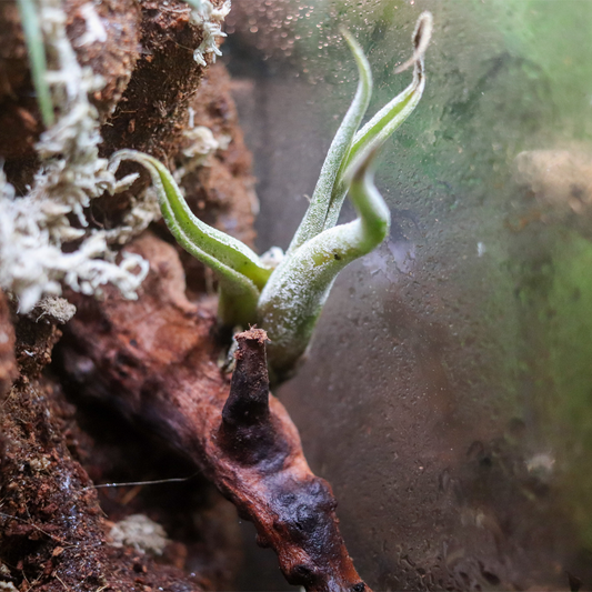 Tillandsia Caput