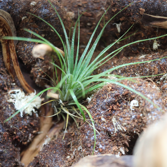 Tillandsias