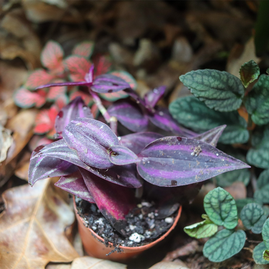 Wandering Jew Plant [Tradescantia zebrina]