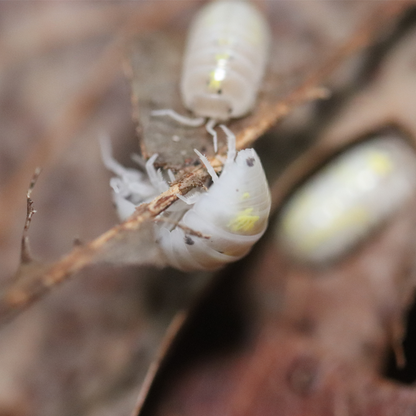 Japanese Magic Potion Isopods [Armadillidium Vulgare]