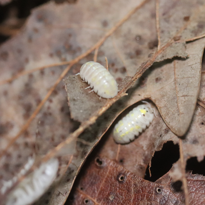 Japanese Magic Potion Isopods [Armadillidium Vulgare]