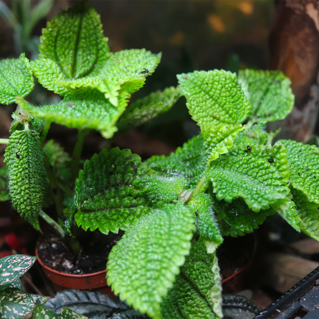 Moon Valley Plant [Pilea Involucrata]