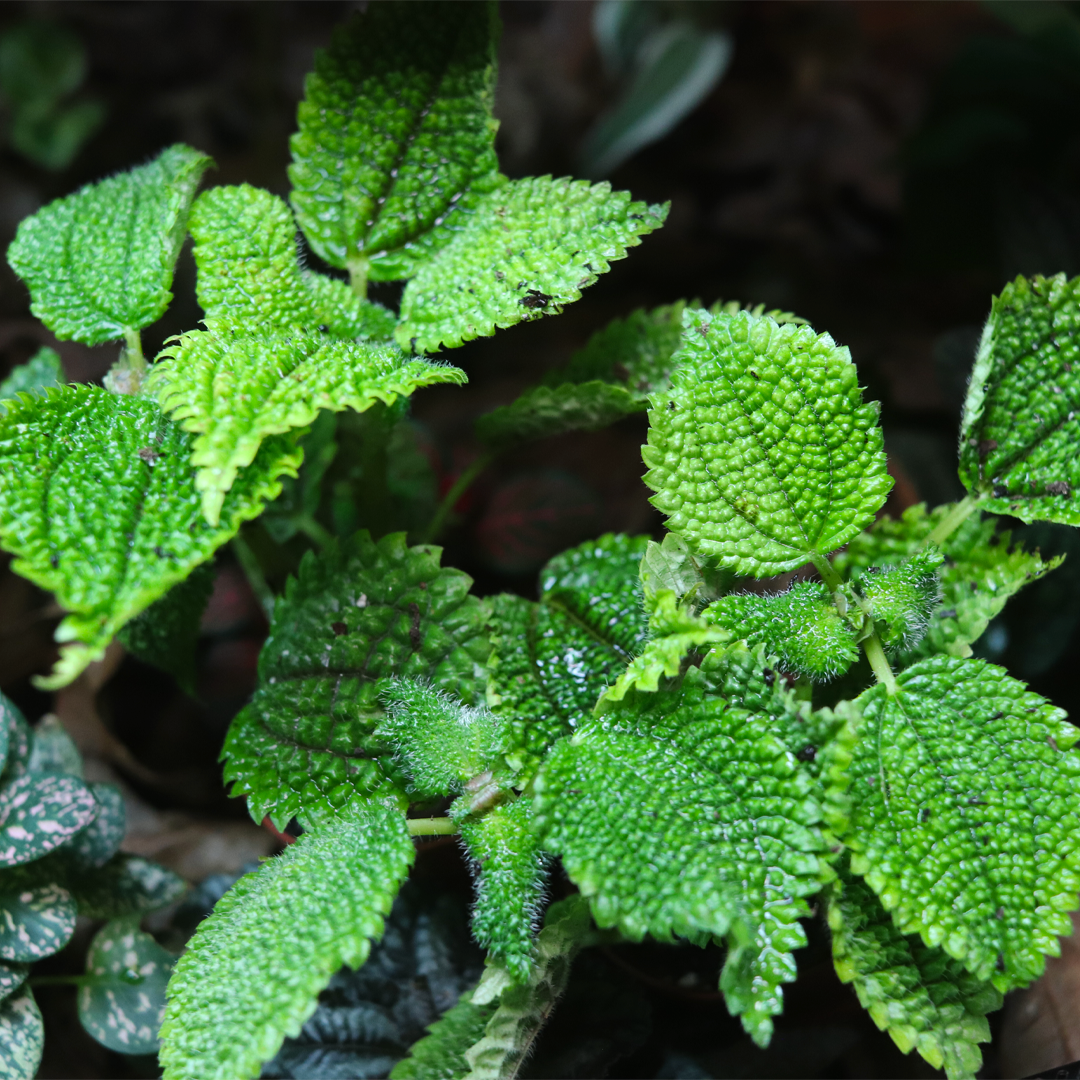 Moon Valley Plant [Pilea Involucrata]