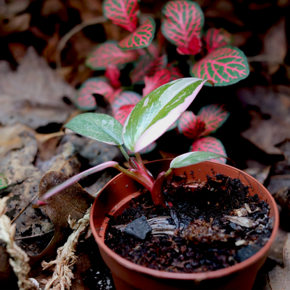 Pink Princess  Philodendron [Philodendron Erubescens Variagata]