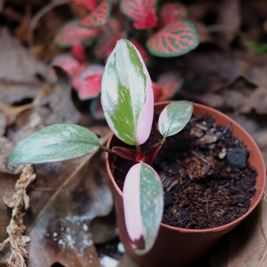 Pink Princess  Philodendron [Philodendron Erubescens Variagata]