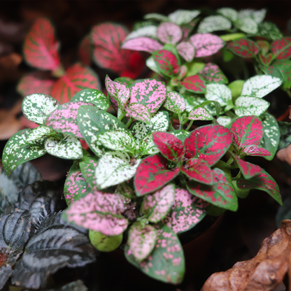 Polka Dot Plant [Hypoestes Phyllostachya]