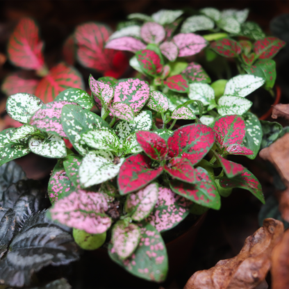 Polka Dot Plant [Hypoestes Phyllostachya]