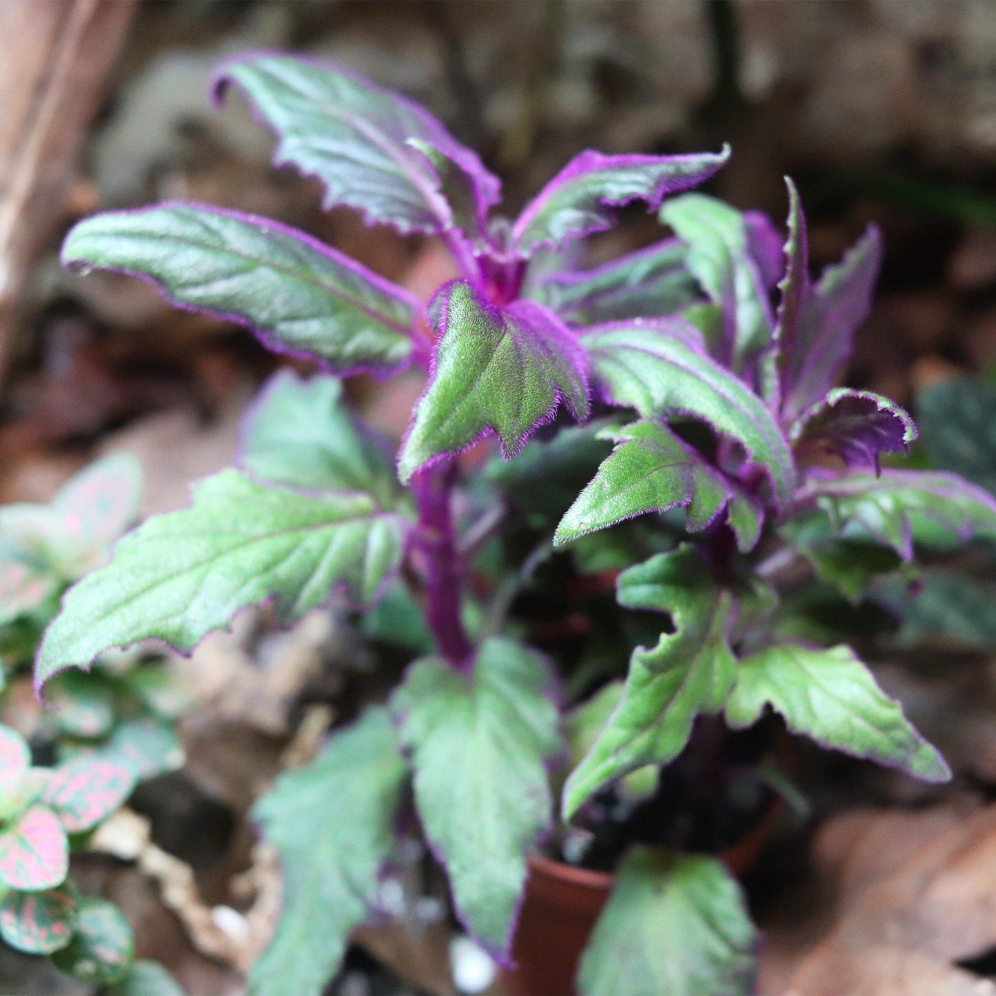 Purple Passion [Gynura Aurantiaca]