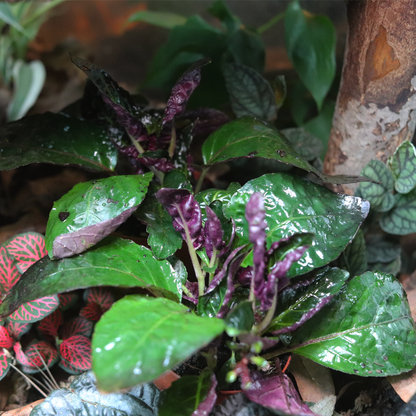 Purple Waffle Plant [Strobilanthes Alternata]