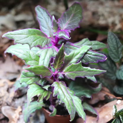 Purple Passion [Gynura Aurantiaca]