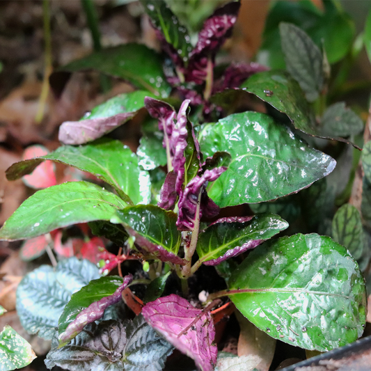 Purple Waffle Plant [Strobilanthes Alternata]