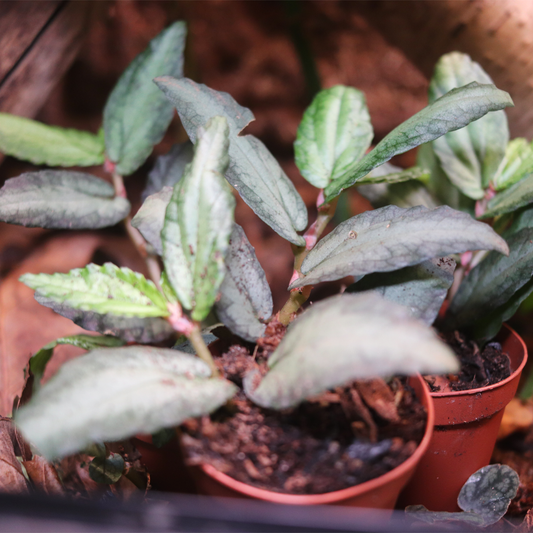 Episcia 'Silver Skies'