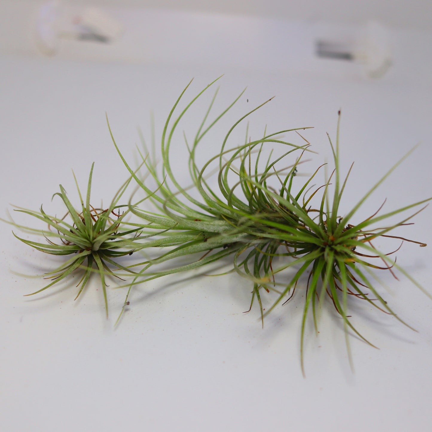 Mini Air Plant [Tillandsia]