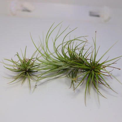 Mini Air Plant [Tillandsia]