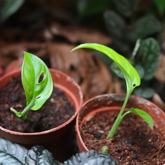 Swiss Cheese Plant [monstera Deliciosa]