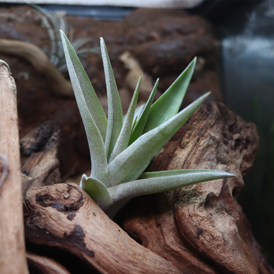 Tillandsia