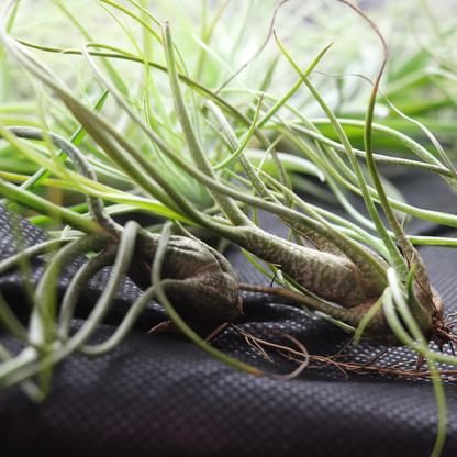 Tillandsia Butzii