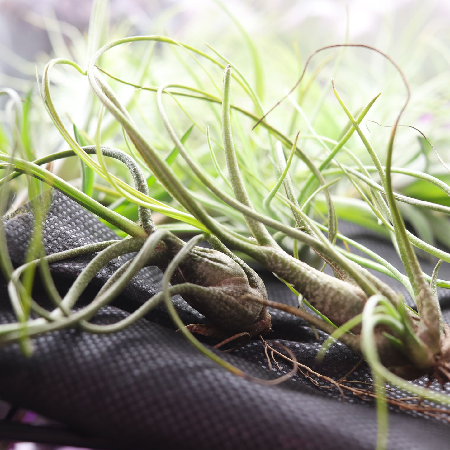 Tillandsia Butzii