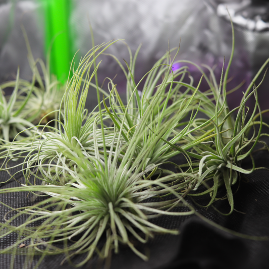 Tillandsia sq