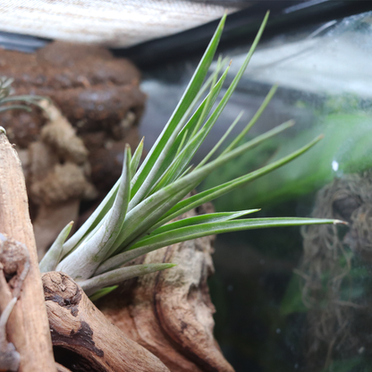 Tillandsia