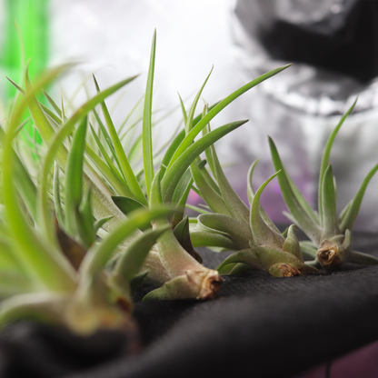 Tillandsia