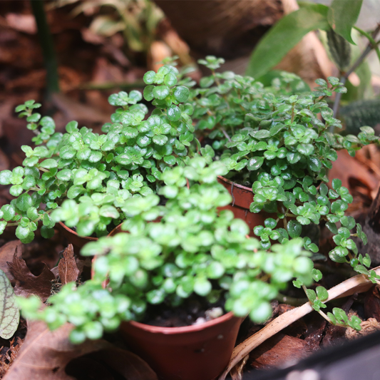 Tiny Tear Plant (Soleirolia soleirolii)