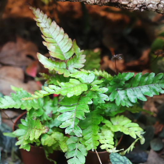 Tri-Color Fern