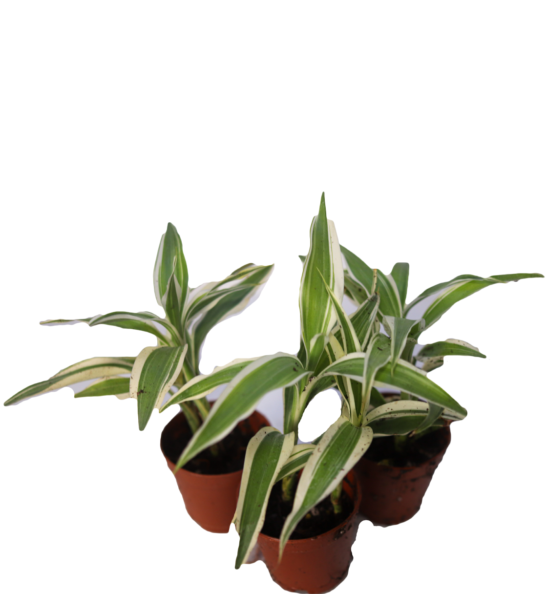 Corn Plant [Dracaena Fragrans]