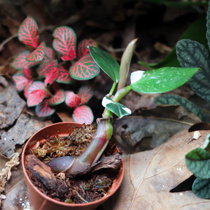 White Knight Philodendron  [Philodendron Erubescens]