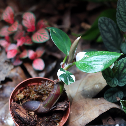 White Knight Philodendron  [Philodendron Erubescens]