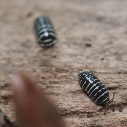 Zebra Isopods [Armadillidium Maculatum]