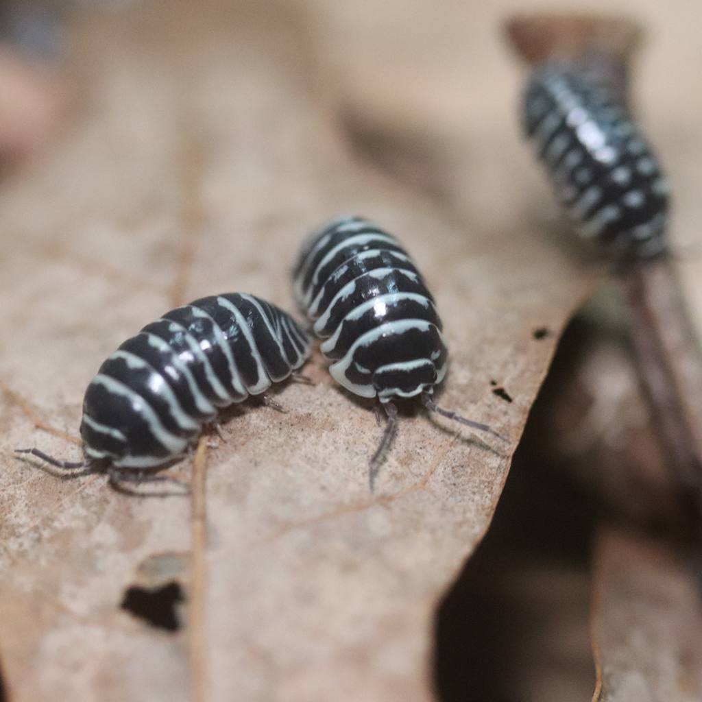 Zebra Isopods [Armadillidium Maculatum]